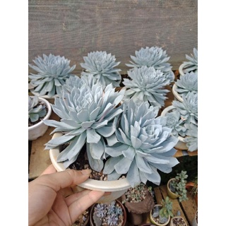 SEN ĐÁ NGỌC TRINH  THÂN THỤ