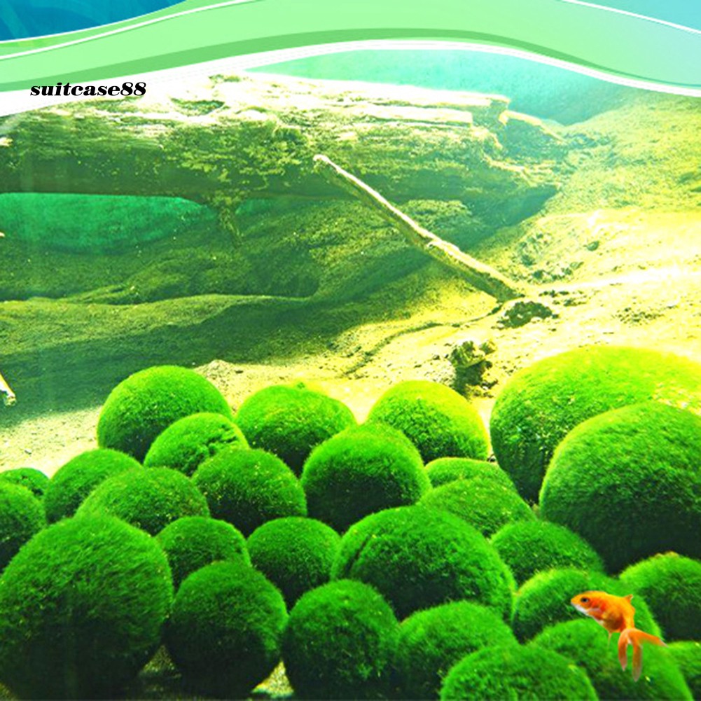 SUT♕3-4cm Small Marimo Moss Ball Natural Aquarium Plant Fish Tank Ornament Decor