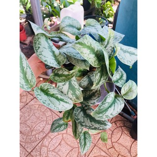 Cây trầu bà pháp - Cây cảnh để bàn