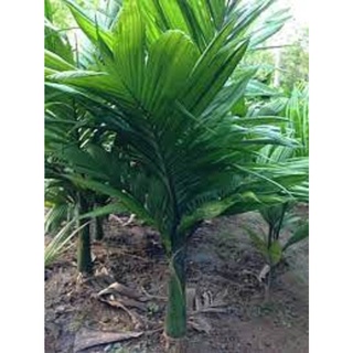 CÂY GIỐNG CAU LÙN TỨ QUÝ [ GIỐNG chuẩn, siêu đẹp]