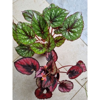 Cây hải đường, begonia