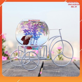 Bể cá mini Xe Đạp Xì Teen - 29