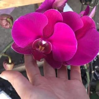 Lan hồ điệp sẵn ngồng hoa