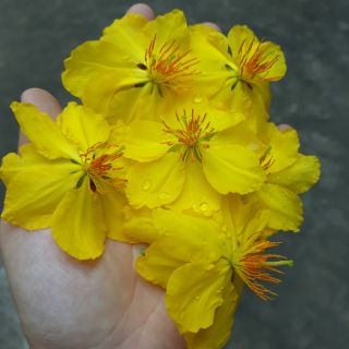 Set 2 Gân Cánh Hoa Mai
