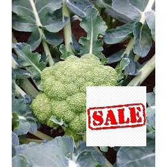 100 hạt giống súp lơ xanh SALE