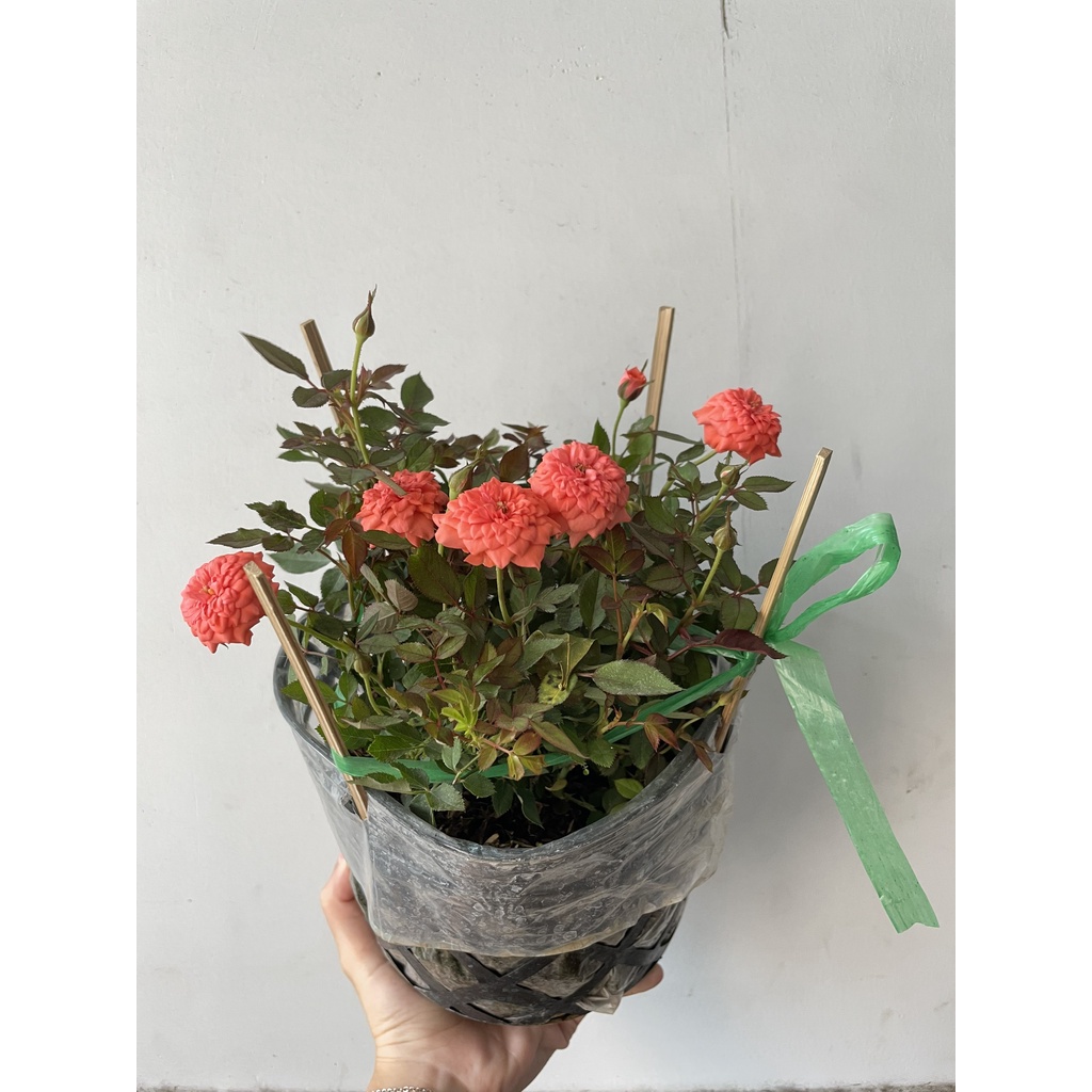 CÂY HOA HỒNG TỈ MUỘI 3 MÀU ,, Hoa giống, dễ trồng GIÁ RẺ, nở quanh năm, Cây Tươi Nguyên CTN0910