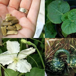 Hạt giống bầu thiên nga