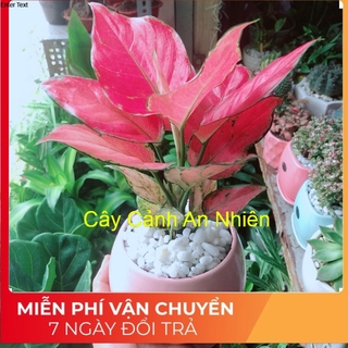 Chậu vạn lộc hồng