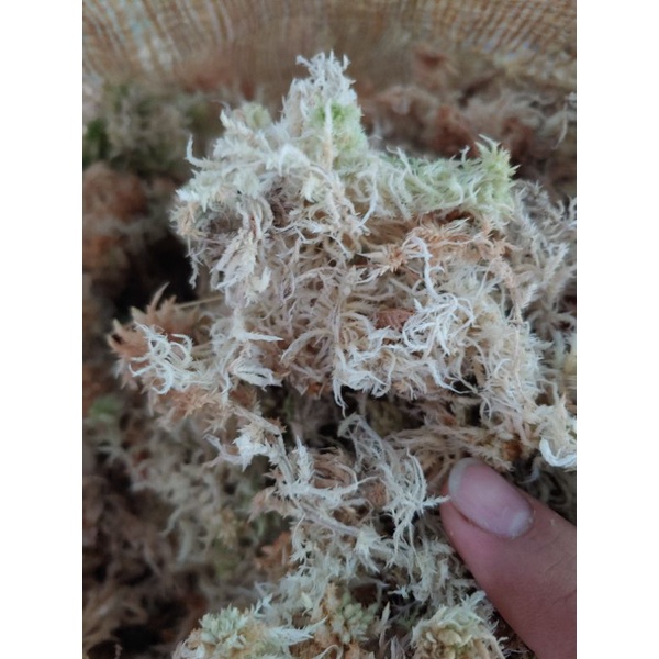 Dớn Rừng Trồng Cây Ăn Thịt, Rêu Rừng Giữ Ẩm Tốt 20g/50g