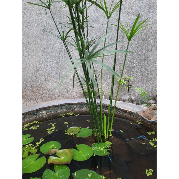 Thủy trúc việt 70 cây 50 k