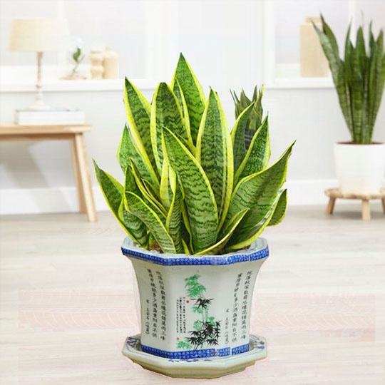 Cây lưỡi hổ ba thân mini để bàn, Cao 20cm lá dày đẹp dễ chăm sóc, thanh lọc không khí cưc tốt, hợp trang trí bàn làm vệc