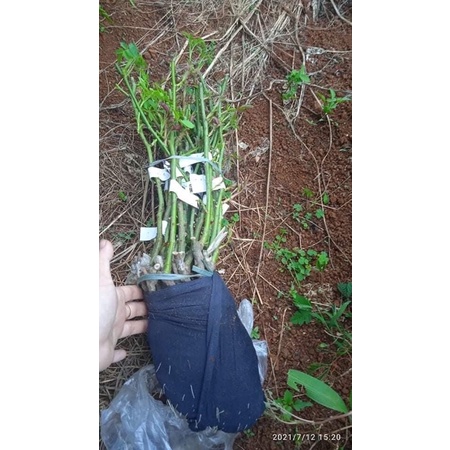 Combo 5 gốc hồng nhập ngoại đã có mầm