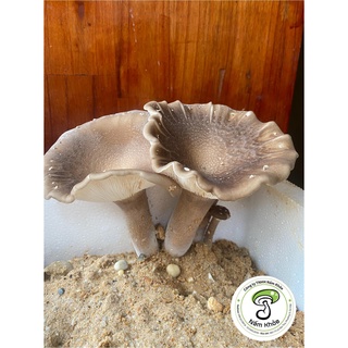 Combo Nấm Đất (2 Hoàng Đế, 2 Chân Dài) Giá gốc - Nấm Khỏe