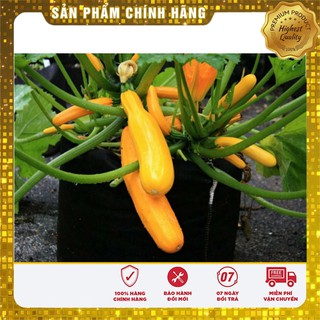 Combo 20 Hạt Bí ngồi Xanh + Vàng