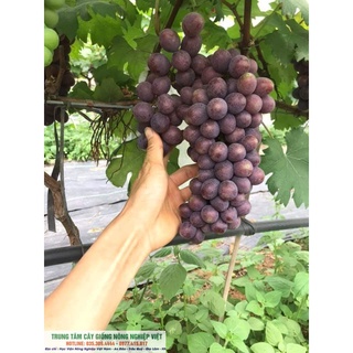 Cây Giống Nho Hạ Đen Siêu Quả