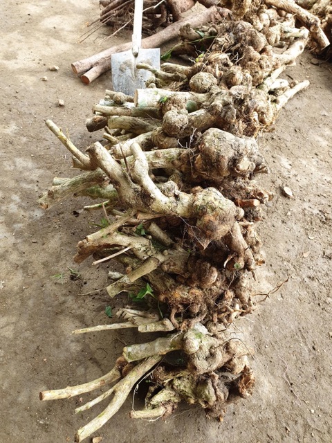 Phôi hoa ngũ sắc