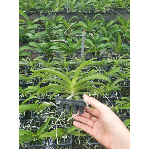 Lan Asco đủ màu cây trưởng thành