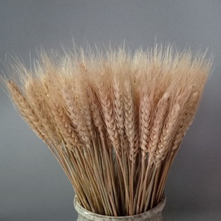 Bông lúa mạch khô (oder)