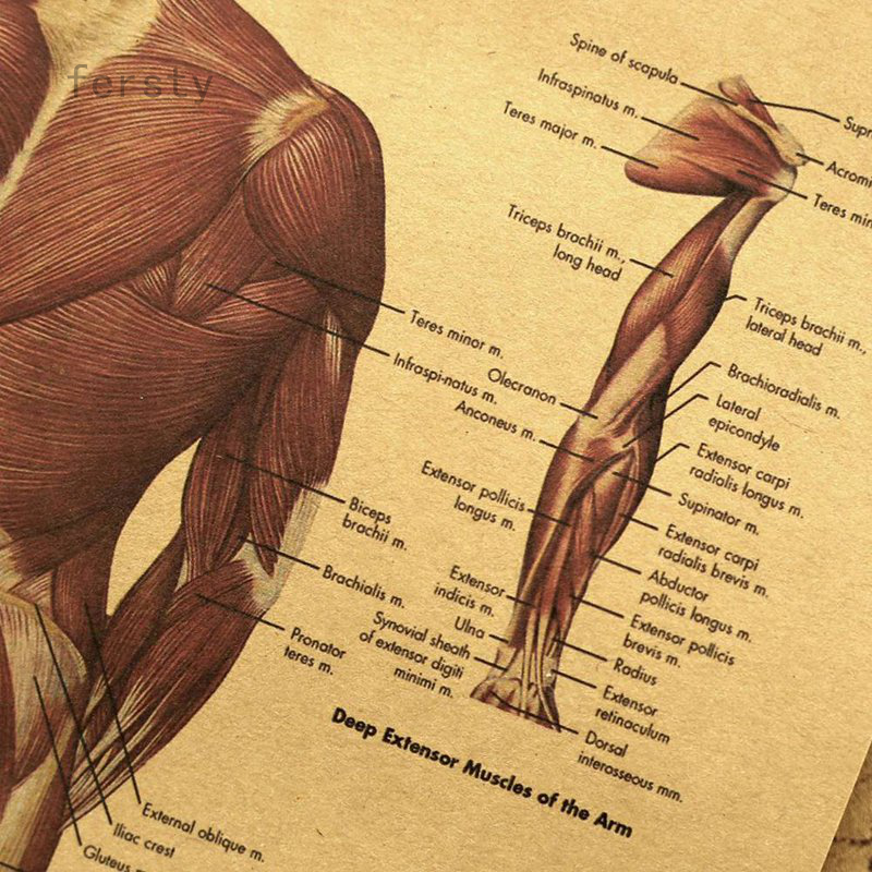 Áp phích vải bạt hình giải phẫu học hệ thống cơ của cơ thể người trang trí nhà cửa