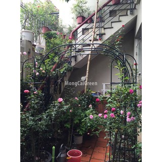 Khung cổng vòm 19mm màu xanh cho hoa leo - sắt 19mm cao 2,4 x rộng 2,3 mét