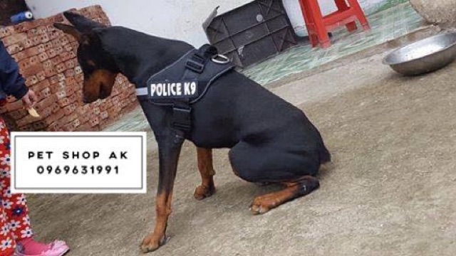 Đai lưng police k9,dây yếm huấn luyện chó nghiệp vụ k9 viền phản quang