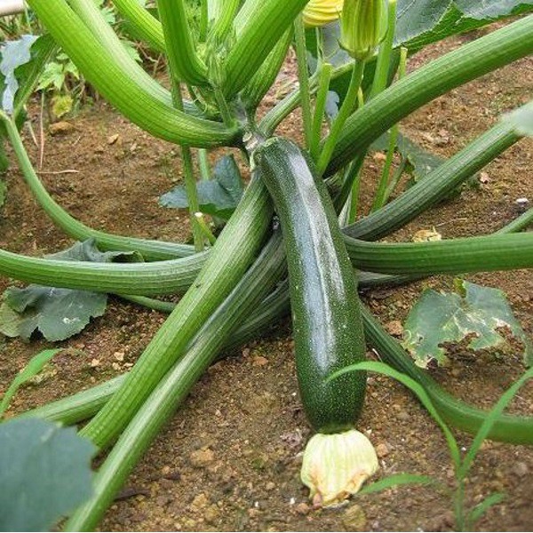 Hạt giống bí ngòi xanh 20 hạt - tặng kèm 3 viên nén ươm hạt