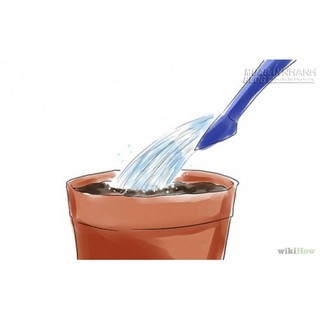 HẠT GIỐNG CHERRY CÁC LOẠI - 1 GÓI