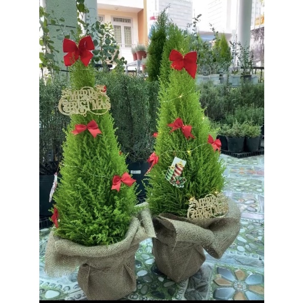 Tùng Thơm JUN GARDEN size tùng chanh