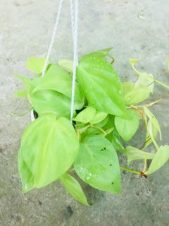 TRẦU BÀ TIM VÀNG CHẬU TREO MINI