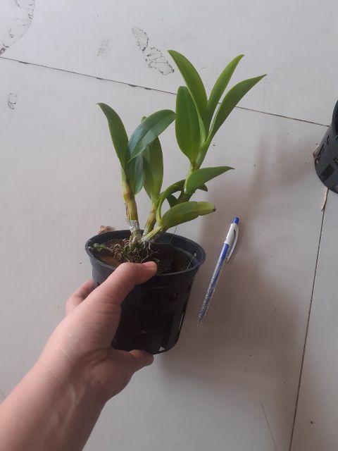 Hoa lan dendro ba đỏ ba vàng cây tơ đẹp chuẩn hoa
