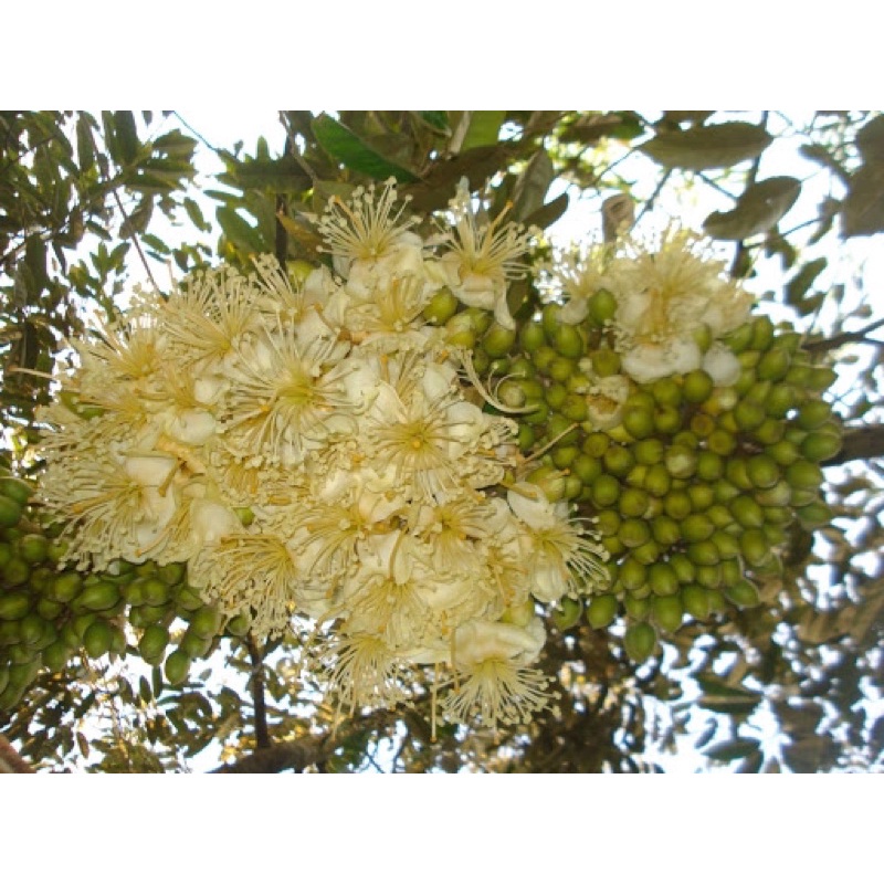 Phân Bón Dola 02X Dassco - 1kg, kích thích ra hoa đồng loạt, nghịch mùa, trái mùa cây xoài, sầu riêng