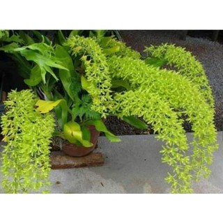 Hoàng hậu xanh giống to đẹp