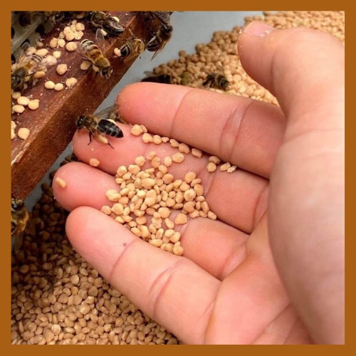 Phấn hoa mật ong 500gr