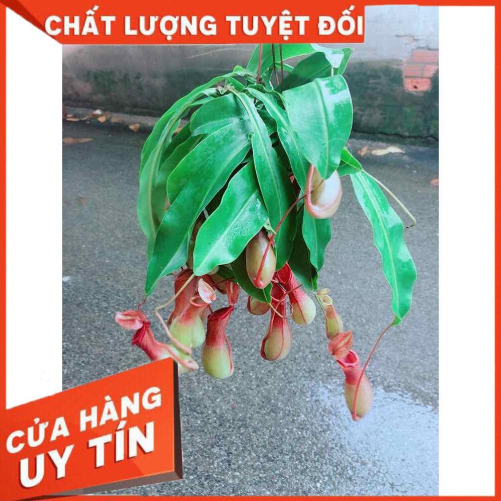 Chậu Nắp Ấm Size Đại Nhiều Người Mua