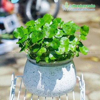 Cây cỏ đồng tiền để bàn đẹp