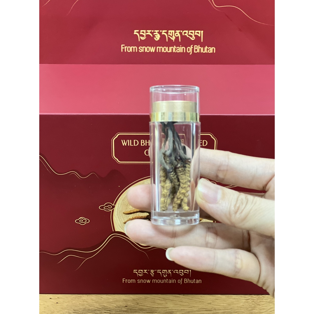 Đông Trùng Hạ Thảo Bhutan Nguyên Con Size C - Set 1gram