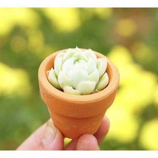 Chậu sen đá mini gồm cây và chậu ( giao cây mẫu bất kỳ)