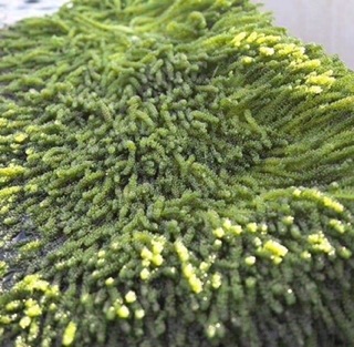 🥗 RONG NHO TÁCH NƯỚC 500gr