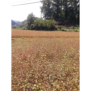 Bột kiều mạch (tam giác mạch) Cao Bằng (1kg)
