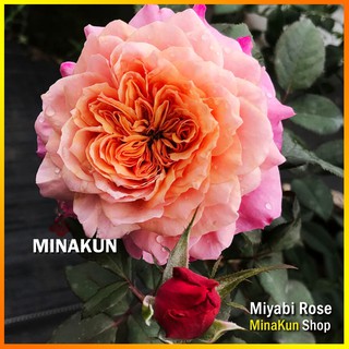 Hoa hồng ngoại Miyabi siêu đẹp - MinaKun Shop