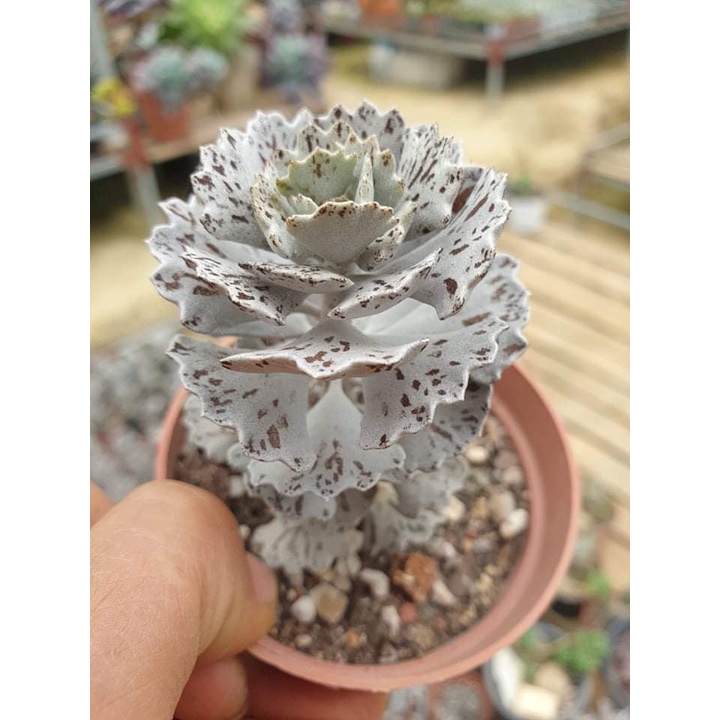 Sen đá cánh bướm bạc