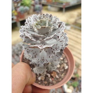 Sen đá cánh bướm bạc