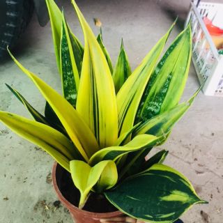 lưỡi hổ hoàng kim tuyệt đẹp