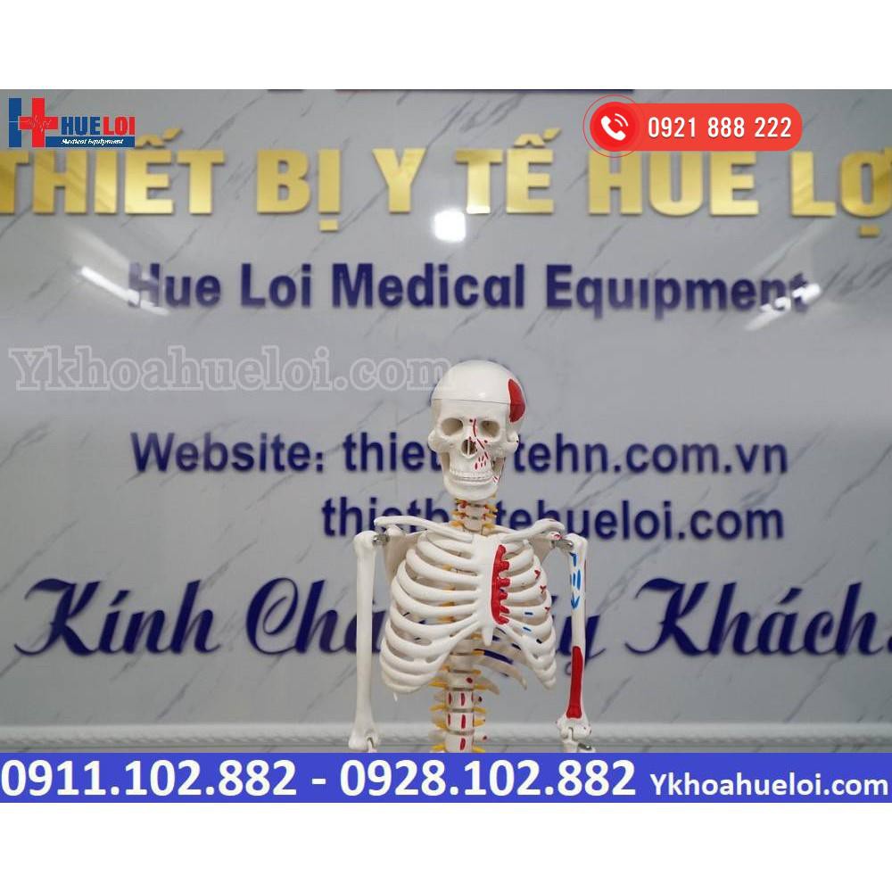 MÔ HÌNH GIẢI PHẪU TOÀN BỘ HỆ XƯƠNG NGƯỜI 85CM