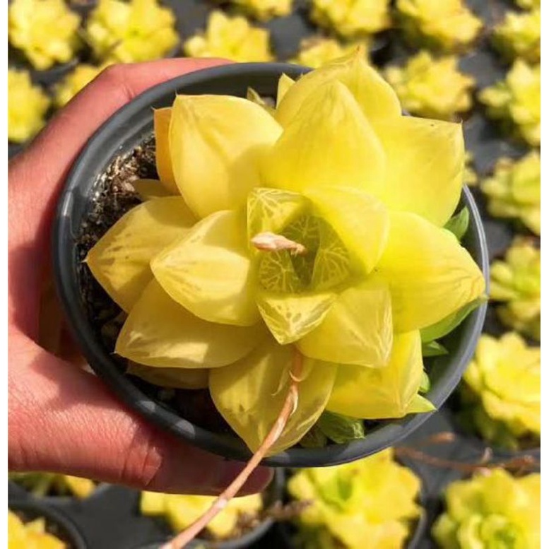Sen đá Haworthia Cymbiformis var- Kim cương ngọc vàng var siêu cây con
