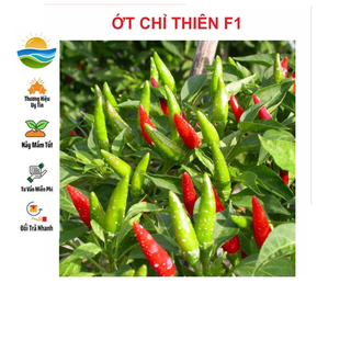 Hạt giống ớt chỉ thiên siêu cay