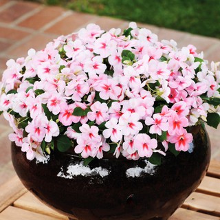 Hoa mai địa thảo cherry Phú Nông 10 hạt
