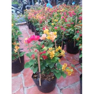 HOA GIẤY NGŨ SẮC ĐẶC BIỆT( CÂY GIỐNG )