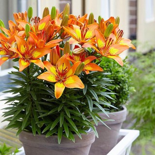 Củ Ly Lùn thơm hà lan nhiều màu sắc