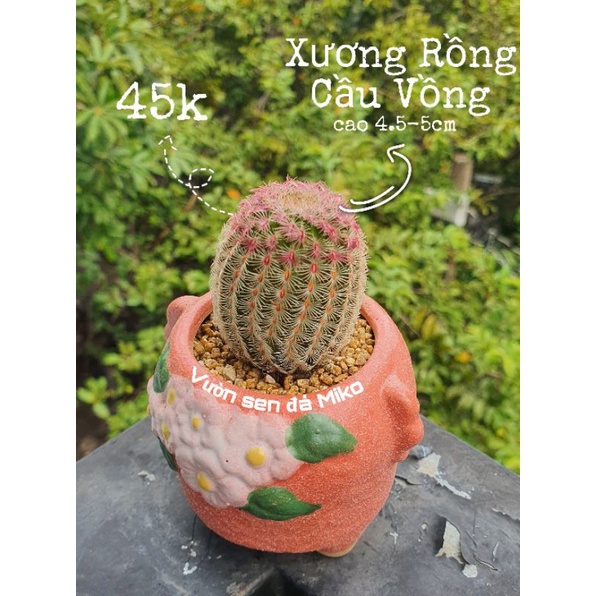 XƯƠNG RỒNG CẦU VỒNG CAO 4.5-5CM KHỎE ĐẸP LỖI 1 ĐỀN 1